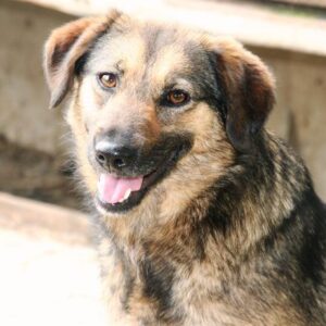 TONJA (♀) - seit mind. Anfang 2019 im Shelter