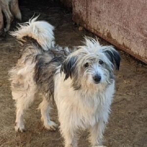 TONNJA - reserviert Lorraine - vermittelt