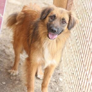 TRAUDL - seit mindestens 2019 im Shelter - vermisst 04/24