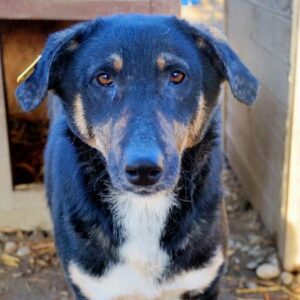 TRUDE - reserviert IH DR - vermittelt