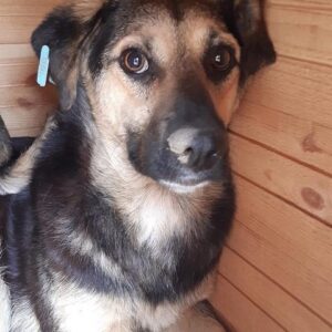 TUANA - Notfall - sehr dünn - seit 2019 im Shelter - vermittelt Manuela