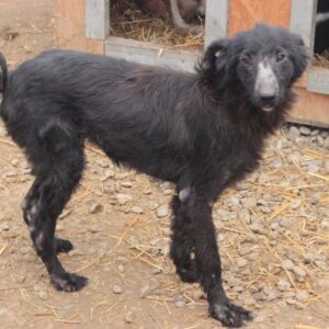 TUFFEL - reist auf PS in PLZ 3 - vermittelt