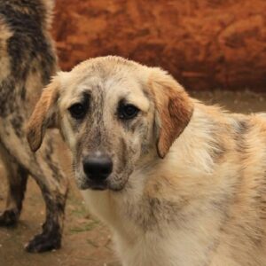 TULIP - reserviert Hilfe für Herdenschutzhunde - vermittelt