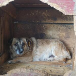 TUPSIE - RBB 01/2021