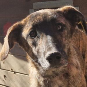 TARAA (*TARA) - ausgereist zum TST Rösrath