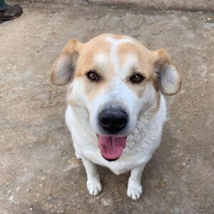 TERRY - reserviert TH Koblenz - vermittelt