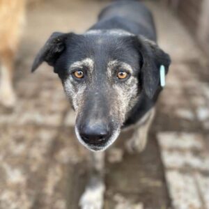 THIA (♀) - vermisst 11/24