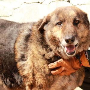 THOR - auf Pflegestelle in PLZ 1 - vermittelt