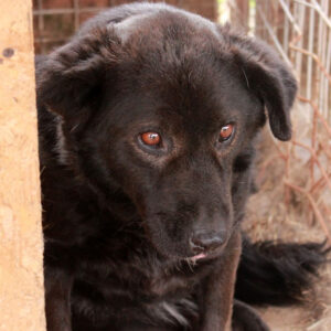 TINA - auf Pflegestelle in PLZ 8 vermittelt