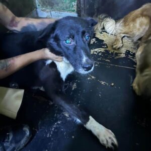 THIERRY (♂) - ausgereist zu Kathleen Müller