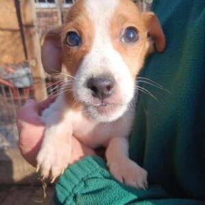 SEPPI (♂) -ausgereist zu Vierbeiner in Not (AL)