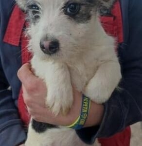 ANNO (♂) - ausgereist zu Vierbeiner in Not (AL)