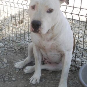 VALENTINA - Vermittlung nur nach Österreich möglich - vermisst 08/21