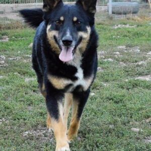 VASILEE (♂) - nicht vermittelbar