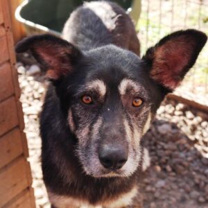 WAAST - vermisst 08/23