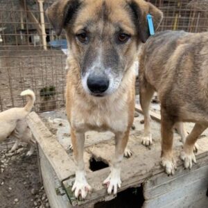 WILDFIRE - reserviert Tierhilfe Lebenswert DR - vermittelt