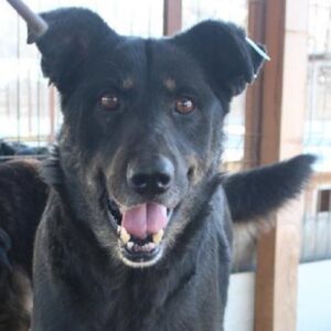 WINNIE - reserviert Tierhilfe Lebenswert DR - vermittelt