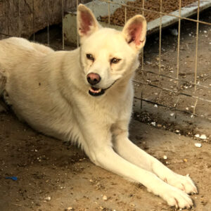 WINONA - vom Besitzer abgeholt worden