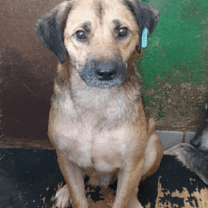 WOLLI - vermisst 08/21