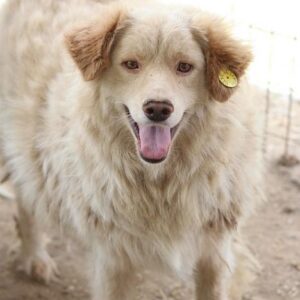 WUSCHEL - reserviert TH Gifhorn (NadineZ) - vermittelt