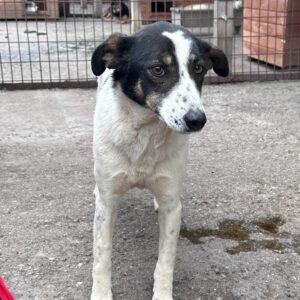 LULLABIE (♀) - seit mindestens 2018 im Shelter - reserviert Tierhilfe Lebenswert DR - vermittelt