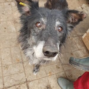 KAYA - sehr dünn und Hautprobleme - auf PDR PS im PLZ Bezirk 18