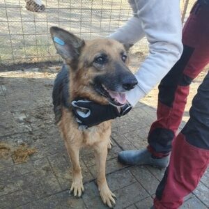 MOMIJI - sehr dünn geworden - ausgereist zum TH Filderstadt