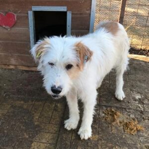 BOO - vermisst 11/24