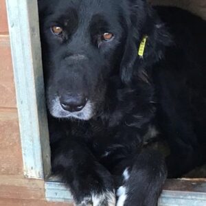 ROSA (♀) - vermittelt MH