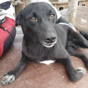 LYS - ausgereist zum TST Rösrath