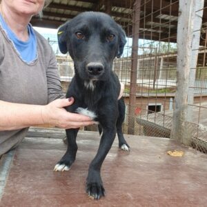 JOYCE - zu dünn - ausgereist zu PVA