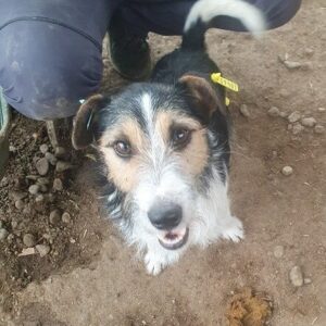 RAMINO - ausgereist zum TST Rösrath