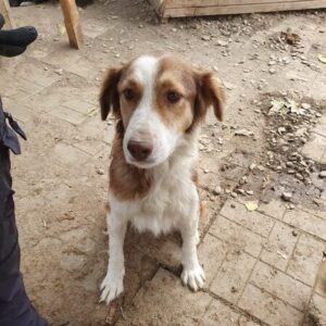 SAMAYA - ausgereist zum TST Rösrath