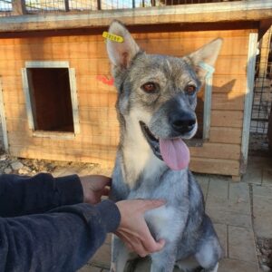 ZUCCHINI - ausgereist zum TST Rösrath