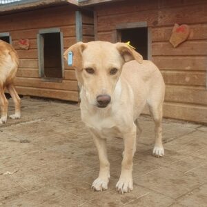 PRIA - ausgereist zum TST Rösrath