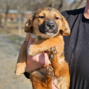 JUNIAS (♂) - ausgereist zum TH Tuttlingen