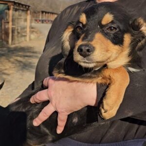 MEIKA (♀) - auf PDR PS im PLZ Bezirk 18 *ausgereist*