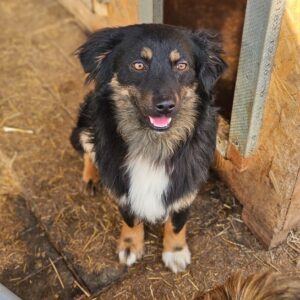 SHERLOCK (♂) - auf PDR PS im PLZ Bezirk 18 - vermittelt