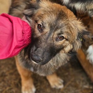 FLOCKE (♀) - ausgereist zu Vierbeiner in Not