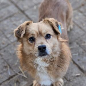 POM (♂) - ausgereist zum TST Rösrath