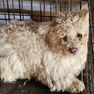 KRÜMELCHEN (♀) - vermittelt NadineH