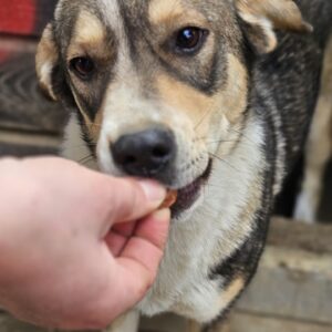 KEKSI (♀) - vermittelt AR