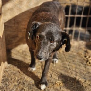 TEQUILA (♂) - leichte Hautprobleme (08/24)