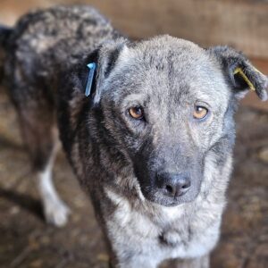 JANJA - ausgereist zur Tierhilfe Lebenswert