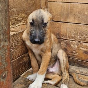 MANITO (♂) - Notfall in Rumänien - als PDR GPH auf PDR PS - vermittelt