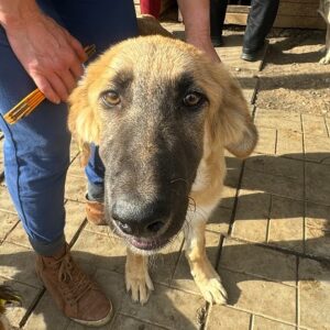 PRATT (♂) - vermittelt MH