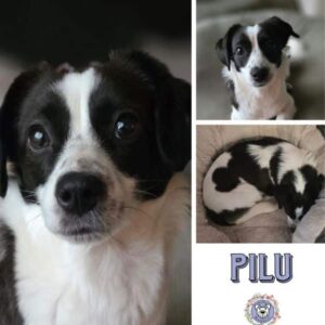 PILU (♀) in 16515 Oranienburg- (20/01 NU) - vermittelt