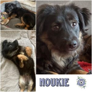 NOUKIE (♂) in 21714 Hammah - vermittelt