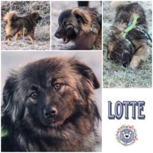 LOTTE (♀) in 21493 Möhnsen - vermittelt