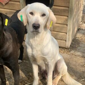 SOLVIE (♀) - ausgereist zu Kathleen Müller (AL)